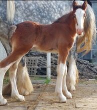 Shire Horse Fohlen Paco