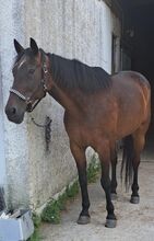 Beistellpferd