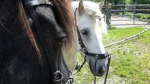 Einfach besser Reiten!Ohrenwechsel®Kurs in Kombination mit Tellington TTouch® Ohrenwechsel ! Feines Sein mit Tieren www.ohrenwechsel.de