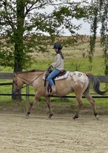 Sir Rocky Goer, Appaloosa Wallach, (*3/2012), ca 1,50m