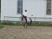 Oldenburger Springpferd