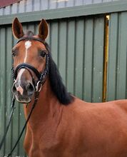 Nachwuchspferd springen