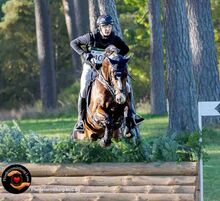 Auffälliger Wallach als Lehrmeister