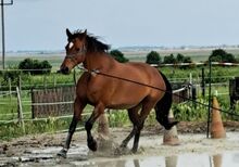 Kleines deutsches Reitpferd (für Zucht)