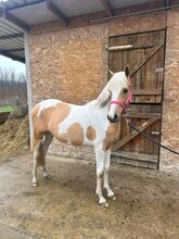 SPORT PONY