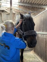 Equine sports massage therapy Poseidon equine therapy  Massage therapy 