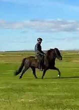 Sportlicher Wallach mit Go