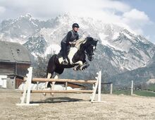 Sportliche 4-jährige Stute