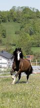 Sportlicher Welsh Cob D Wallach