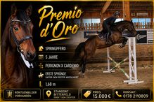 Springpferd, Wallach, 5 Jährig, 1,67 m ,Perignon x Cardenio