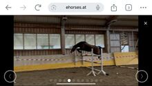 Springpferd der Extraklasse, 5 jährig