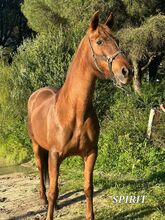 Sprit - Tolle Cruzadostute sucht tolles Zuhause