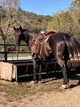 SOLD Rebel, gaited trail gelding. 8 years old SOLD