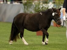 St.Pr.A. Dt. Partbred Shetlandpony Stute tragend sucht 5* Zuhause