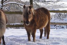 Staatsprämienstute, Dt. Classicpony