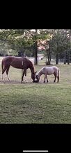 Shetland pony stud