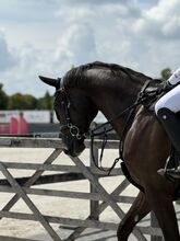 Stallhilfe in Viersen gesucht