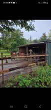 Stallplatz, Boxen frei, Offenstall