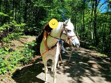 Charakterstarke Connemara-stute zu verkaufen / Vater: Leam FINNIGAN