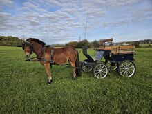 Nervenstarker junger Ponywallach!