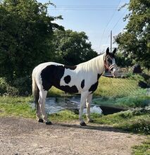 Mare Quality IDX 5yr Old Ready to break