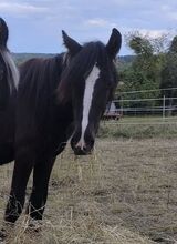 großer Irish Cob Smoky Black