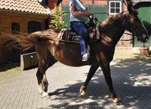 Schwere liebe Warmblutstute, 22j. 170cm