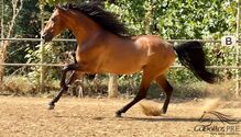 Traumhafter PRE Wallach - 5 jährig - ca. 1.59 m - angeritten