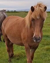 Stute tragend von W21-Ellert-Sohn