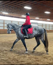 Searching for Passier Compact Comfort Saddle Passier  Compact Comfort