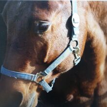 Suche Pflegebeteiligung (kostenlos)