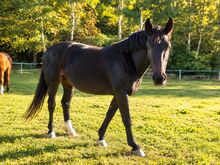 Sunny – ausdrucksstarke 5-jährige Stute mit viel Potenzial