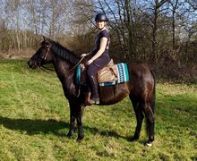 Super verschmuste Rappstute