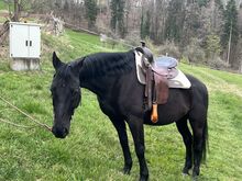 Super Lieber Wallach