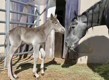 Super menschenbezogenes Quarter Horse Hengstfohlen in toller Farbe