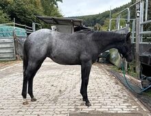 Superliebes, top gezogenes Quarter Horse Stutfohlen in Blue Roan