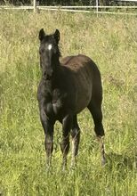 Superliebes, top gezogenes Quarter Horse Stutfohlen in Blue Roan