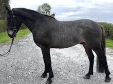 🌟super sweet All-rounder gelding - 6yo Connemara X ISH 🌟