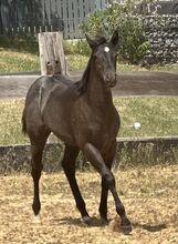 Superliebes, top gezogenes Quarter Horse Stutfohlen in Blue Roan