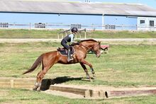 Super Talented 15 Yr Old Chestnut Thoroughbred Gelding