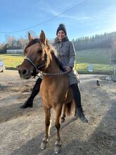 Superbrave Fjordstute Verlasspferd