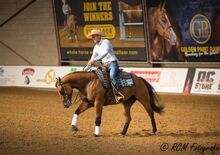 superliebe Quarter Horse Stute mit erstklassiger Abstammung