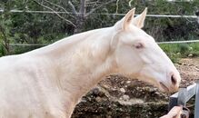 #superspecialcolor #exclusivefoal
