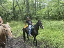 Black Beautiful Tennessee Walking Horse