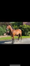 Tolles Springpony/Kinderpony/Freizeitpony/Hunter