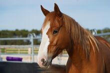 Toller, umgänglicher Quarter Horse/Paint Horse Wallach