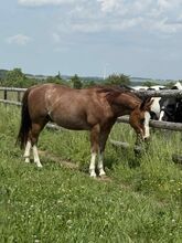 Toller Quarter Horse Wallach mit Herz und Potenzial