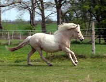 Sympathische Stute für die Zucht