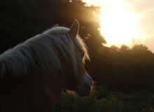 Pony/ Kleinpferd gesucht