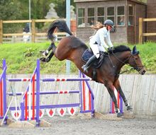 Talented 8 yr old Show Jumping Mare